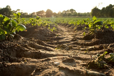 An image of crops on farmland