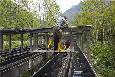 The Lunzer Rinnen experimental flumes during the cleaning and experiment set-up process