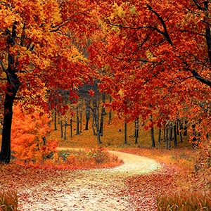 autumn trees with orange leaves