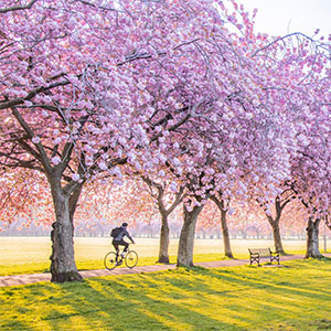 pink cherry blossom trees